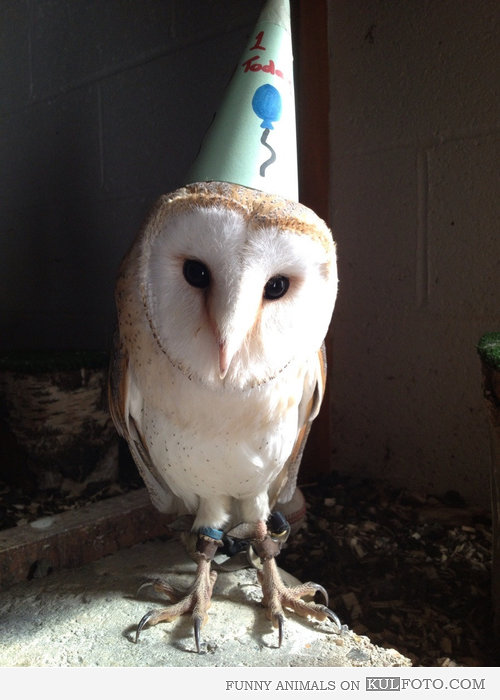 party owl